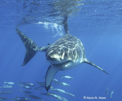 White Shark taken off Guadelupe Island, an outstanding lo... by Maria Munn 